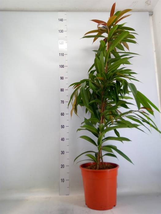 <h4>Ficus binn. 'Amstel King'</h4>