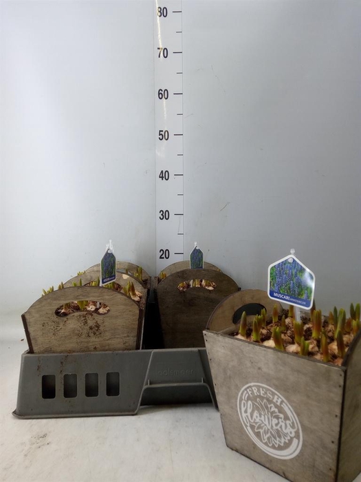 <h4>Arr.  Muscari L%</h4>