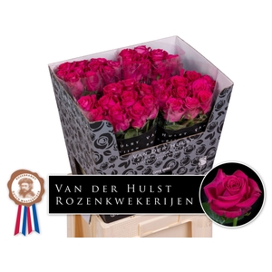 R Gr Xoch Hulst