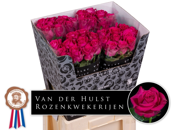 <h4>R Gr Xoch Hulst</h4>