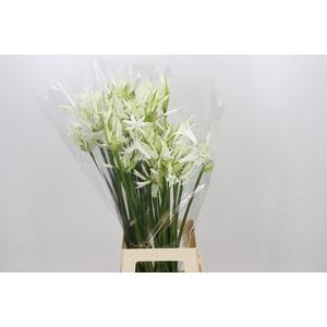 Nerine Adele