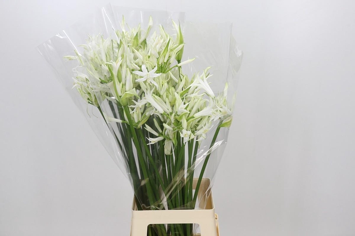 <h4>Nerine Adele</h4>