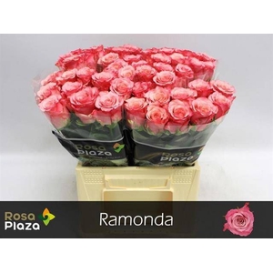 Rosa large ramondo