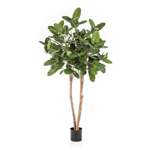 Ficus Audrey PP550064GRN