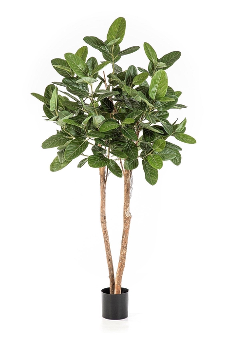 <h4>Ficus Audrey PP550064GRN</h4>