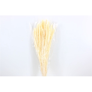 Dried Setaria Italica Bleached Bunch