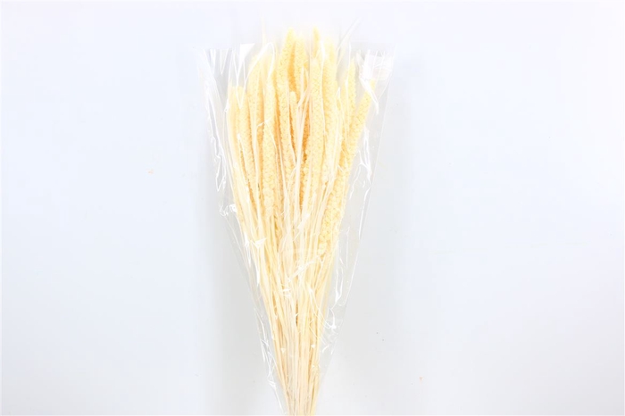 <h4>Dried Setaria Italica Bleached Bunch</h4>