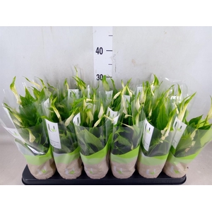 Spathiphyllum  'Chopin'