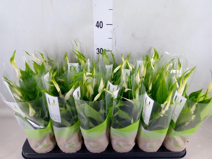 <h4>Spathiphyllum  'Chopin'</h4>