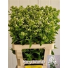 Phlox Icecap