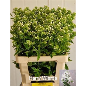 Phlox P Icecap