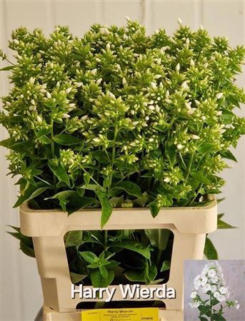 <h4>Phlox P Icecap</h4>