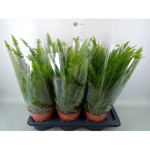 Nephrolepis exal. 'Green Lady'