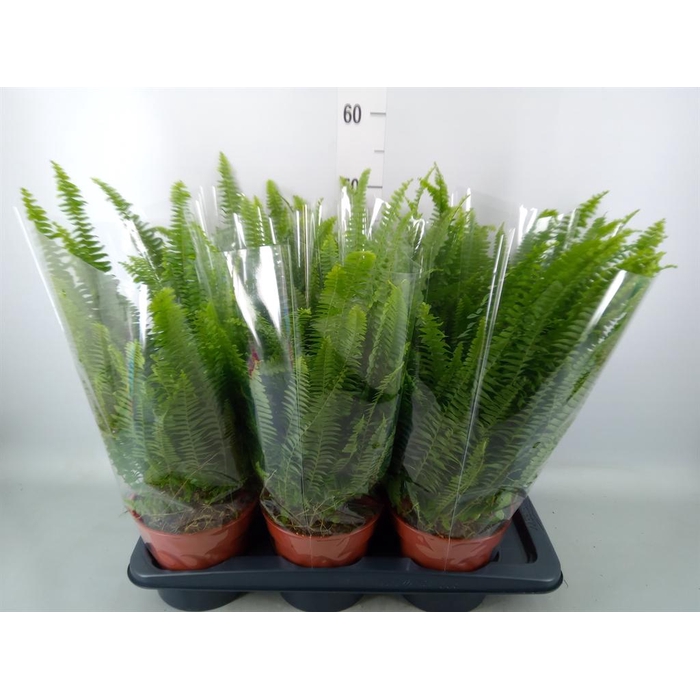 <h4>Nephrolepis exal. 'Green Lady'</h4>