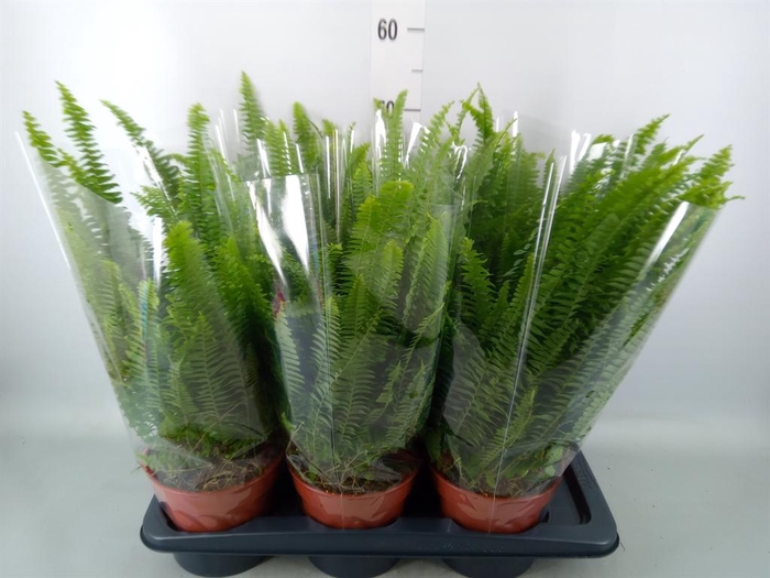 Nephrolepis exal. 'Green Lady'