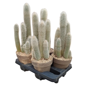 CLEISTOCACTUS STRAUSII - POT Ø 16 (CACTUS)