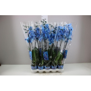 Phal Royal Blue 2 Tak