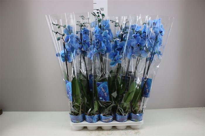 <h4>Phal Royal Blue 2 Tak</h4>