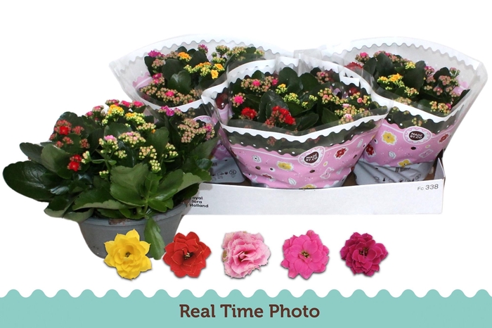 <h4>KAL GE GEM I POT</h4>