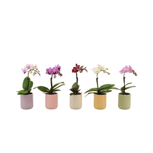 Morgan Cozy Mix Tiny Dolls Mix 1T7+ Aqu@