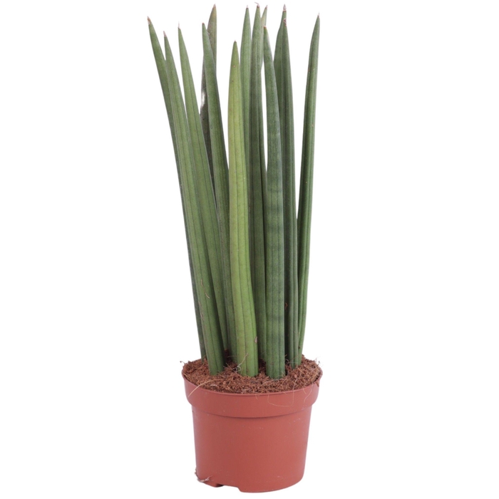 <h4>Sansevieria Cylindrica Straight 14 Leaf Ø10,5cm</h4>