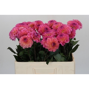 Dahlia Esli