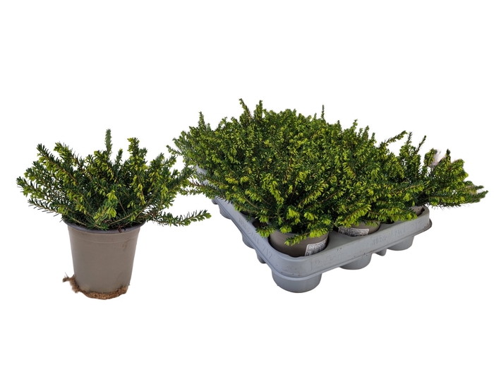 <h4>ERIC DA ROSALENA</h4>