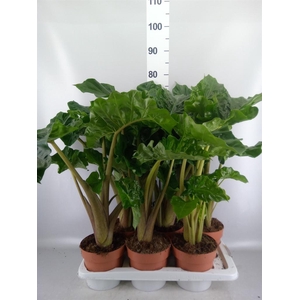 Alocasia  'Low Rider'