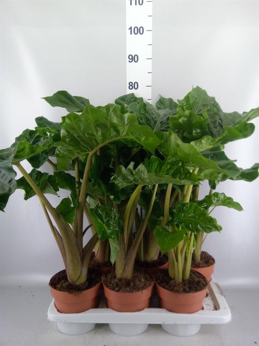 <h4>Alocasia 'Low Rider'</h4>