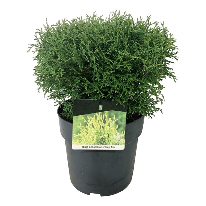 <h4>Thuja occ. 'Tiny Tim'</h4>