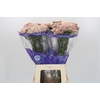Ozothamnus Cooks Pink