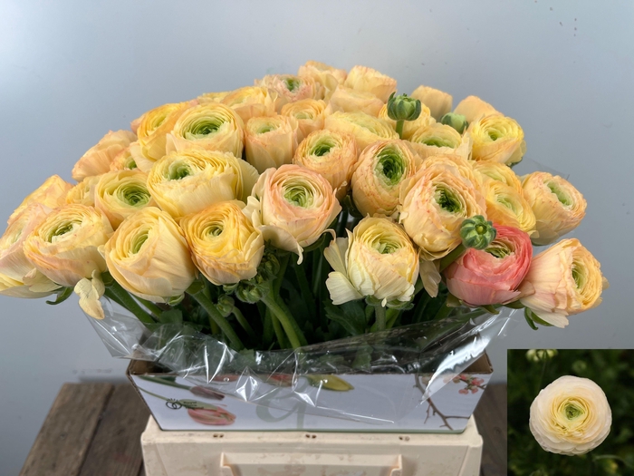 <h4>RAN SU GRAND PASTEL</h4>