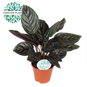 Calathea Ornata