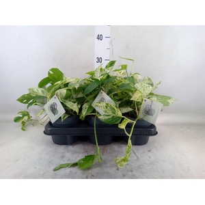 Epipremnum pinn. 'Marble Variegata'