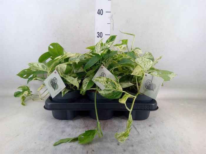<h4>Epipremnum pinn. 'Marble Variegata'</h4>