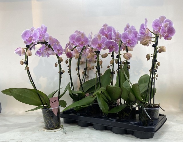 <h4>PHAL OV ROZE</h4>