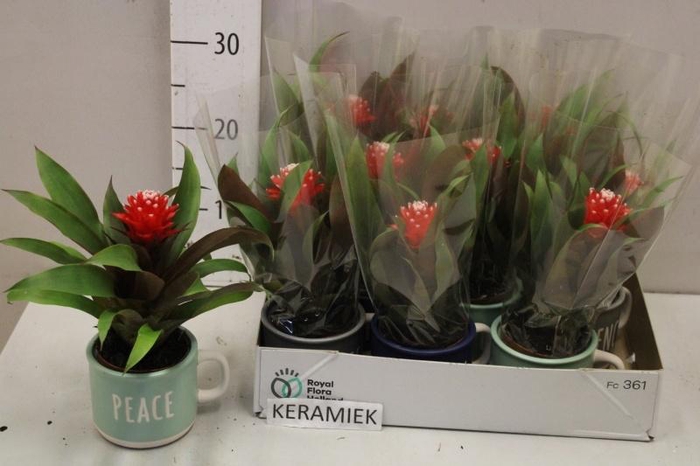 <h4>GUZM PRISCILLA</h4>