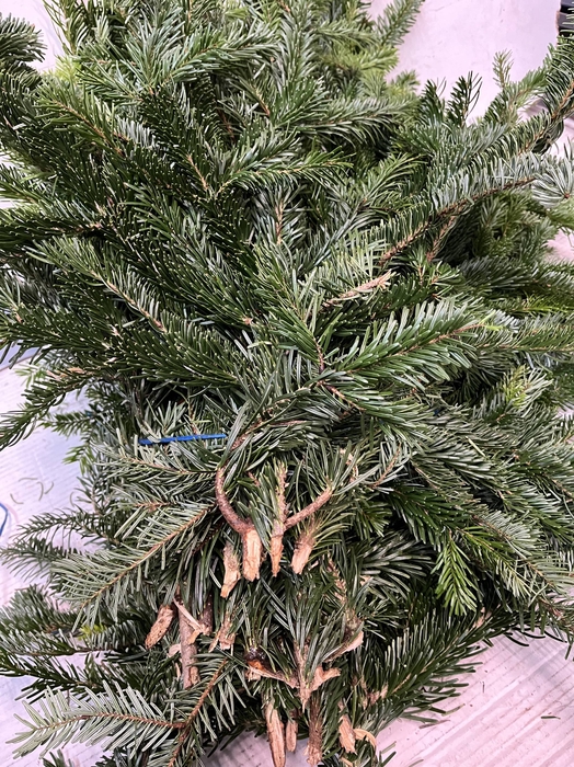 <h4>ABIES NORDMANN BS</h4>