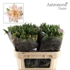 Alstroemeria Astronova Thabit