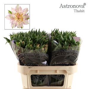 ALSTROEMERIA ASTRONOVA THABIT