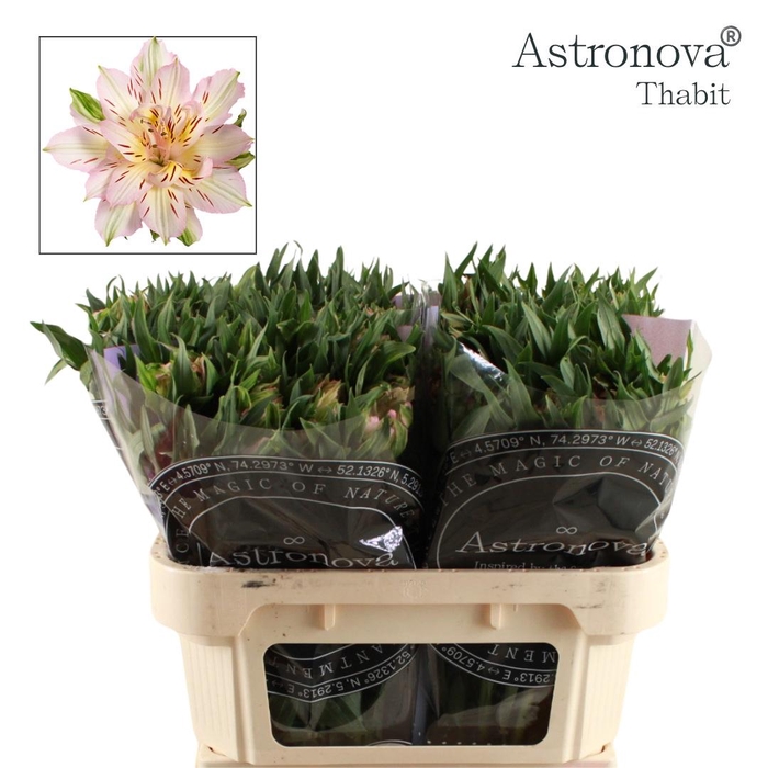<h4>ALSTROEMERIA ASTRONOVA THABIT</h4>