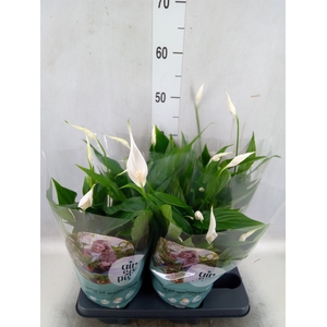 Spathiphyllum  'Pearl Cupido'