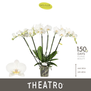 Theatro Jazz 6 spike