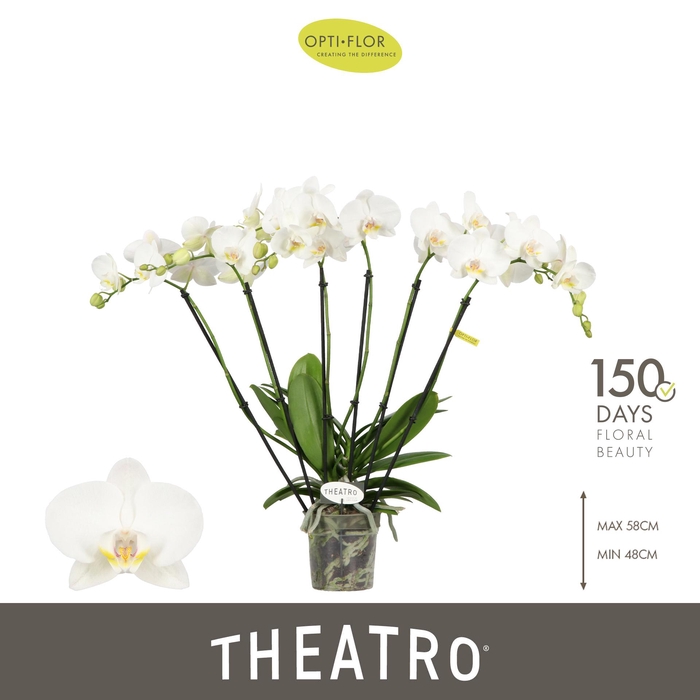 <h4>Theatro Jazz 6 spike</h4>