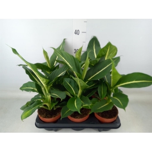 Dieffenbachia  'Green Magic'