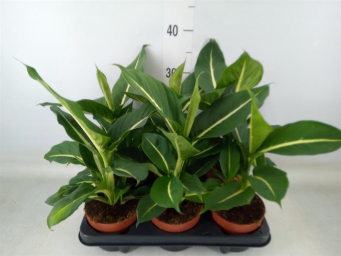 <h4>Dieffenbachia  'Green Magic'</h4>