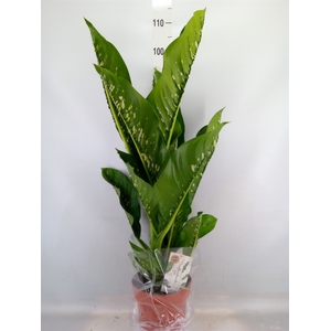 Dieffenbachia seg. 'Caiman'