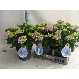 Hydrangea mac.   ...