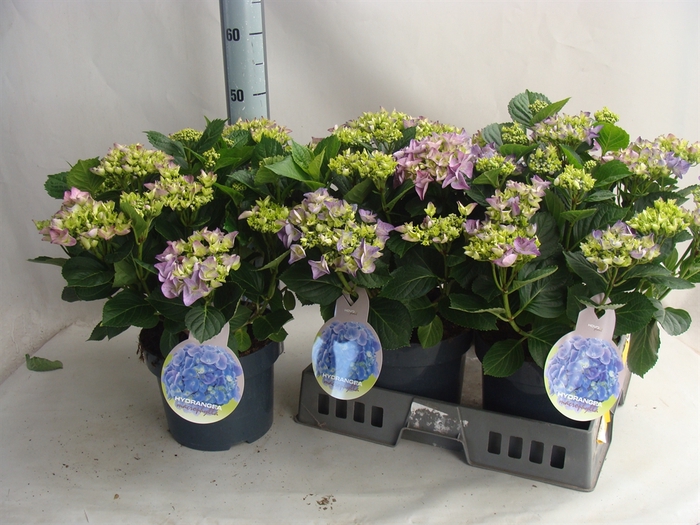 <h4>Hydrangea mac.   ...</h4>