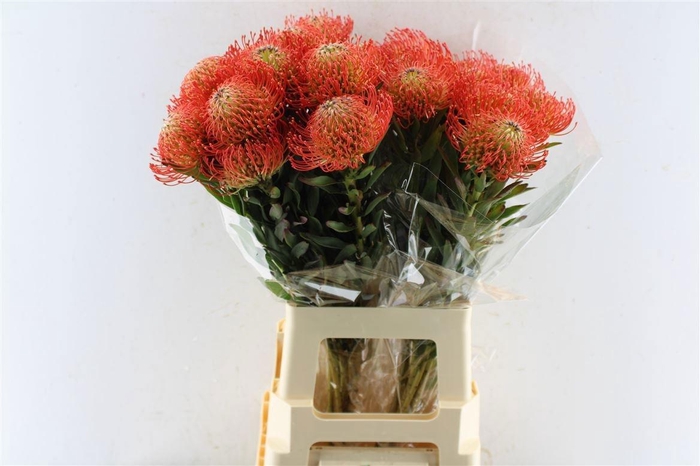 <h4>LEUCO CO SUCCESSION</h4>